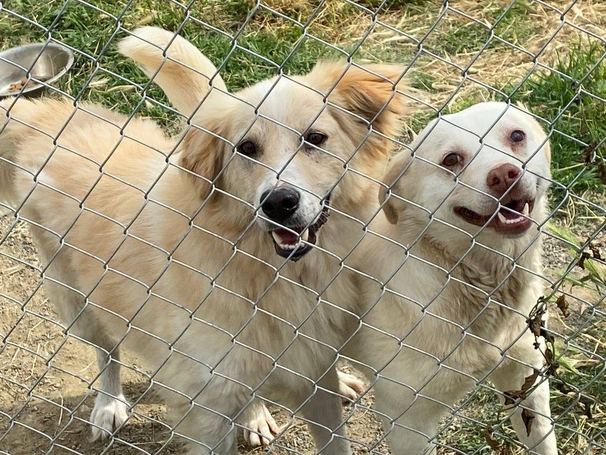 Adotta un cane, femmina, 2 anni, Ancona
