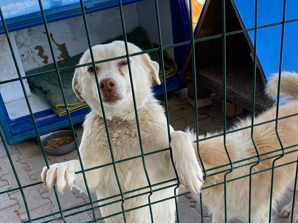 Adotta un cane, taglia media contenuta, femmina, Ancona