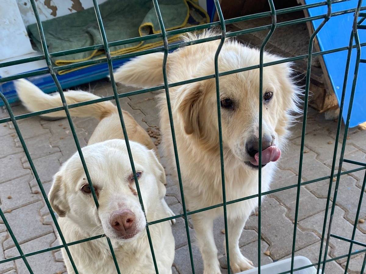 Adotta il cane Nina a Ancona