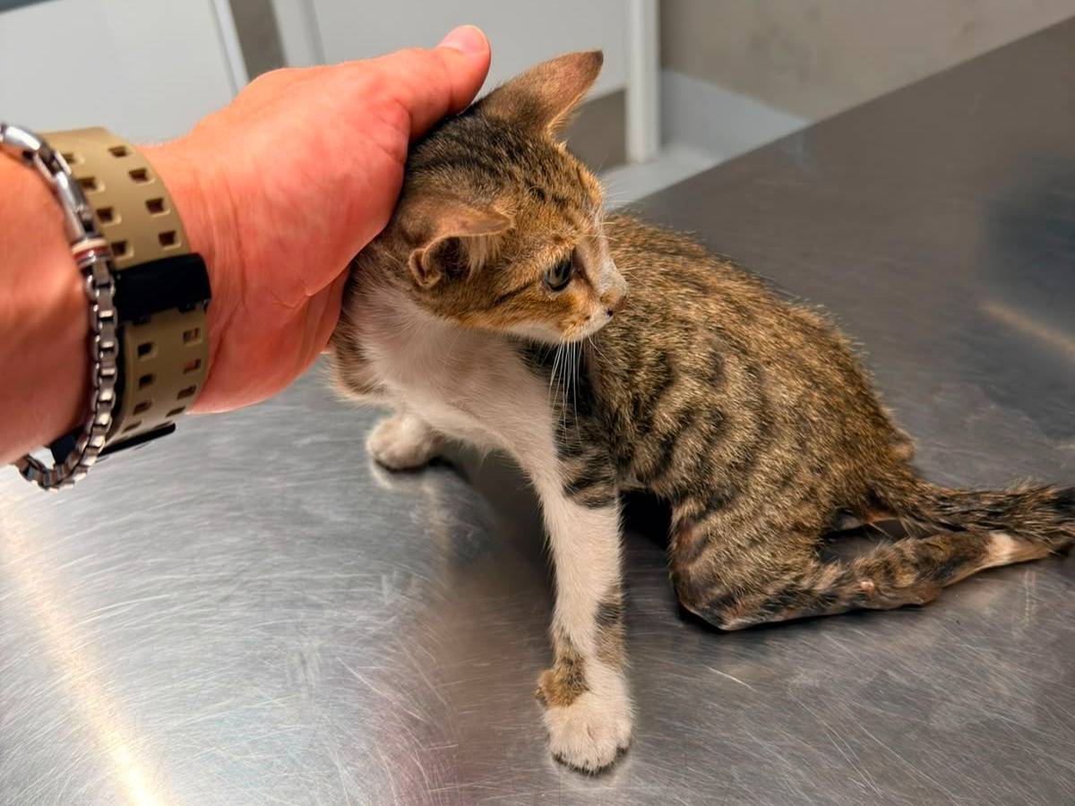 Adozione gatto, femmina, Razza sconosciuta Razza sconosciuta, 6 mesi, taglia non valida, Ancona