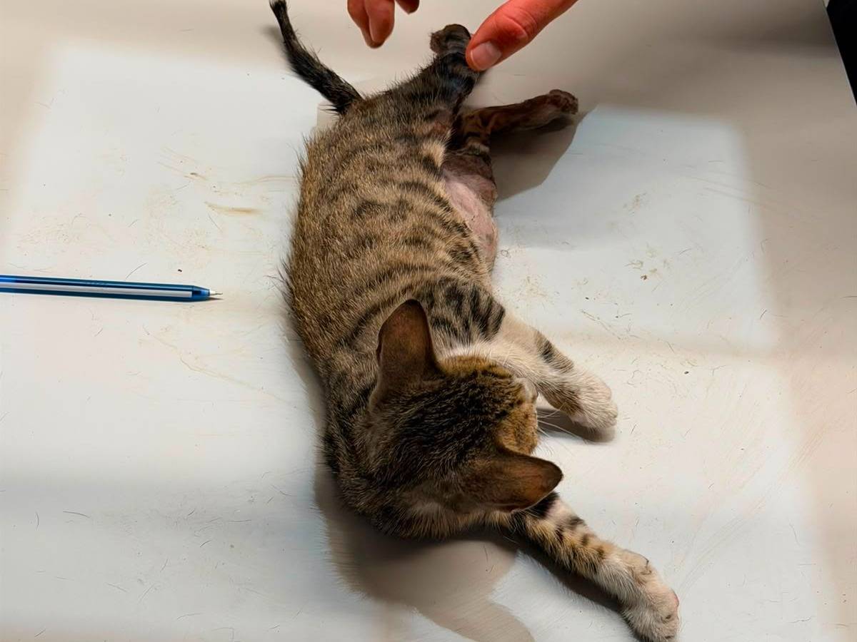 Adotta un gatto, femmina, 6 mesi, Ancona