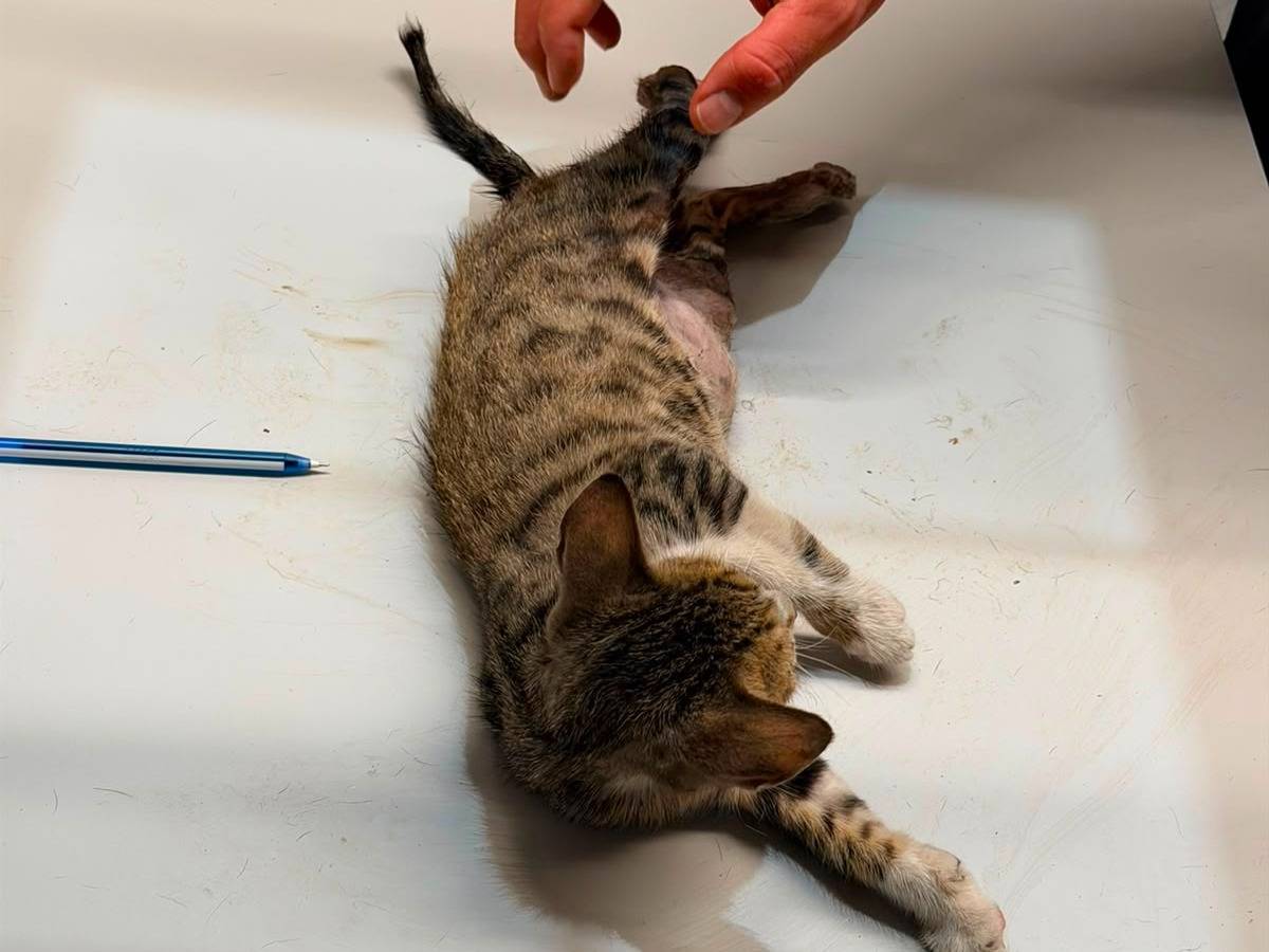 Adotta un gatto, taglia non valida, femmina, Ancona