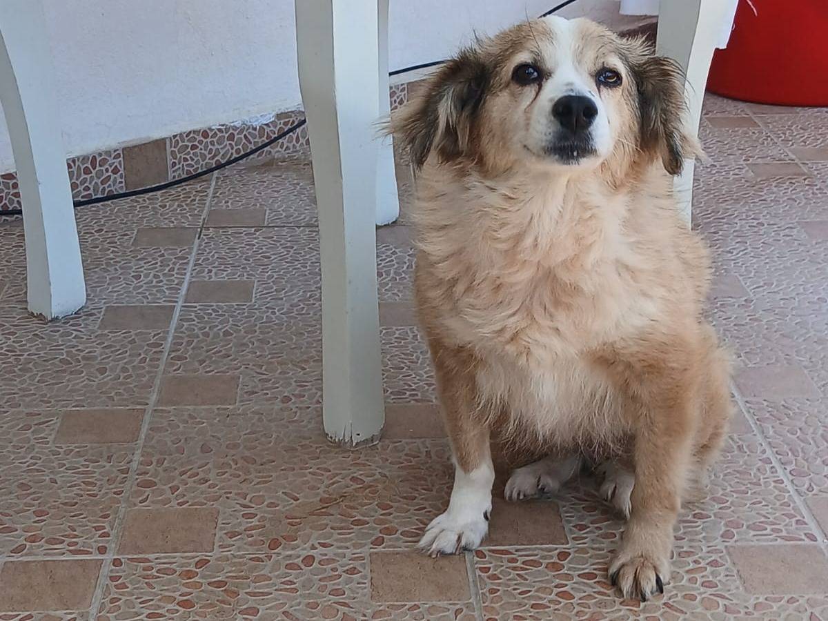 Adozione cane, femmina, Razza sconosciuta Razza sconosciuta, 10 anni e 1 mese, taglia piccola, Ancona