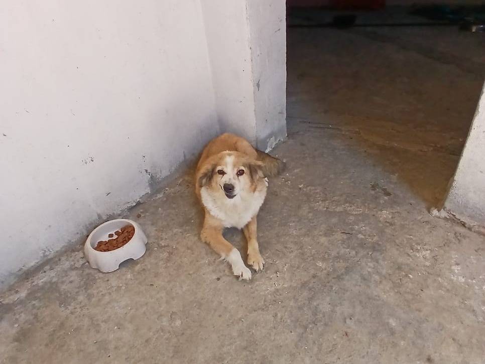 Adotta un cane, femmina, 10 anni e 1 mese, Ancona