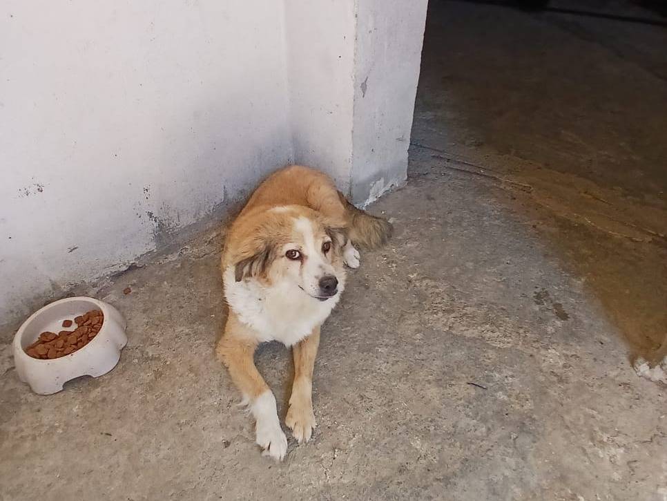 Adotta un cane, taglia piccola, femmina, Ancona