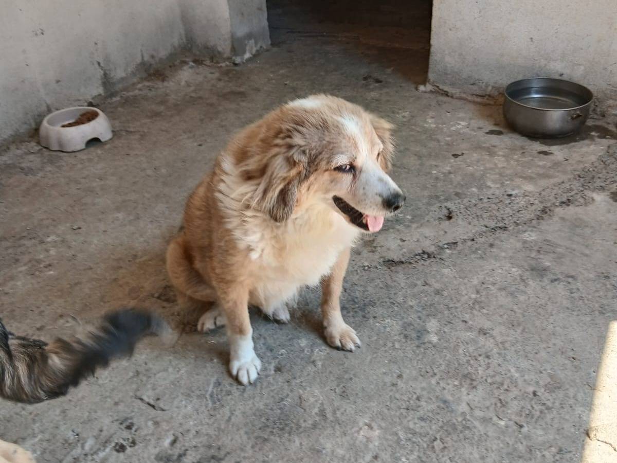 Vuoi adottare un cane a Ancona?