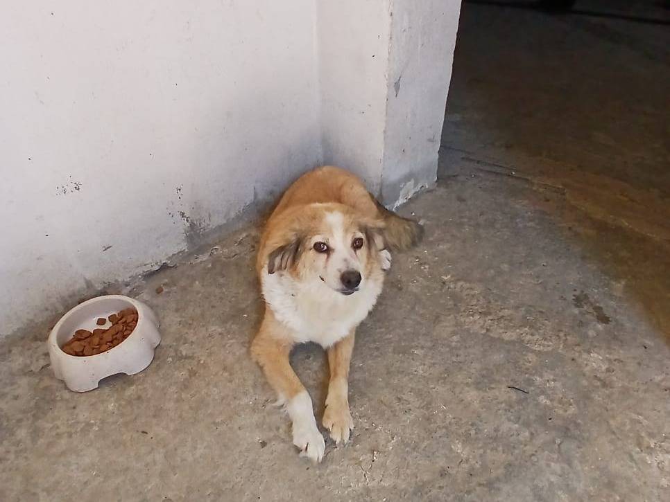 Adotta il cane Tina a Ancona