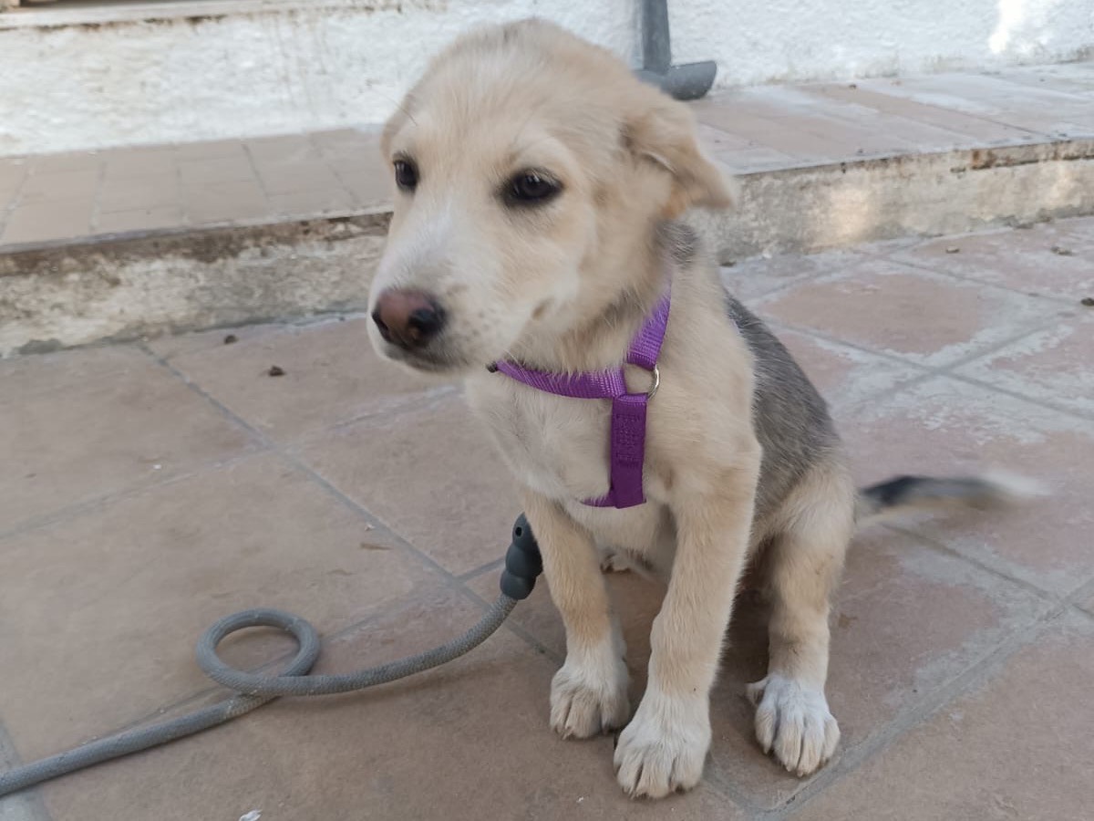 Adozione cane, femmina, Razza sconosciuta Razza sconosciuta, 2 mesi, taglia media, Vibo