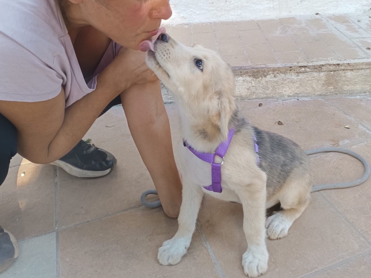 Adotta un cane, femmina, 2 mesi, Vibo
