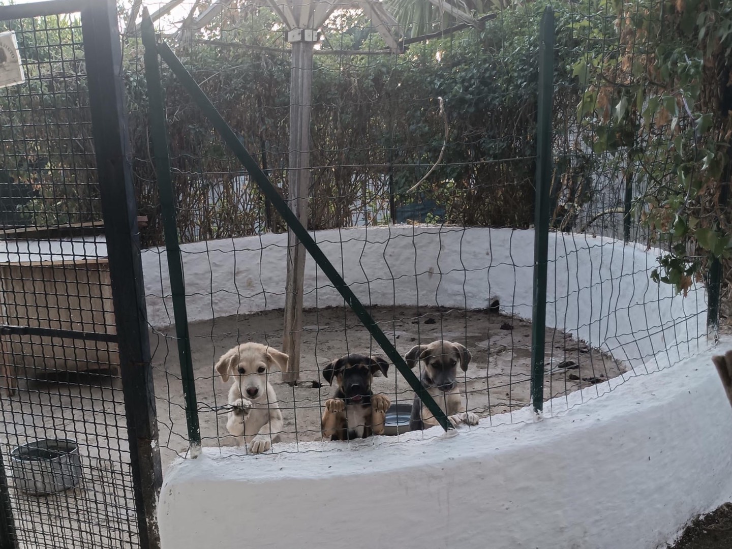 Adotta un cane, taglia media, femmina, Vibo
