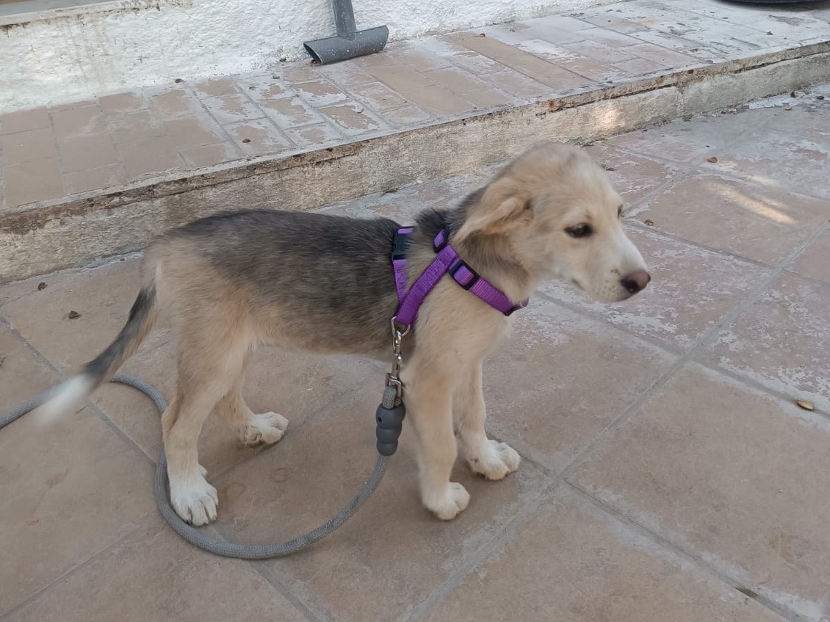 Vuoi adottare un cane a Vibo?