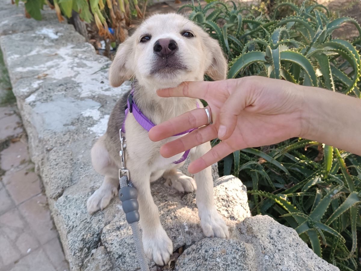 Adotta il cane Ambra a Vibo