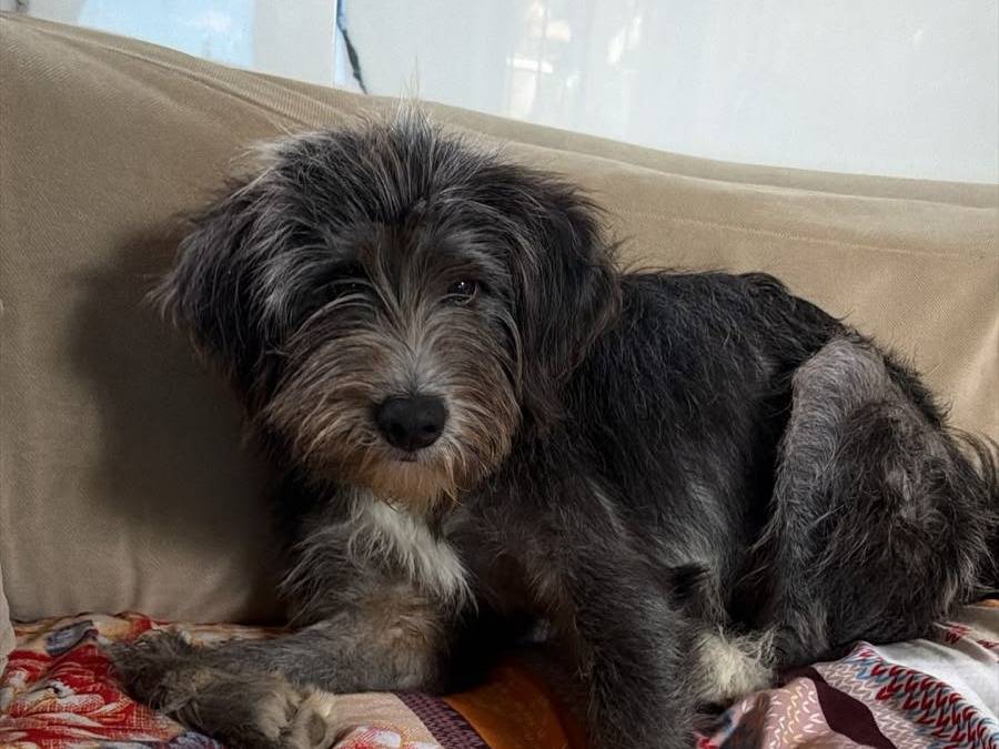 Adotta un cane, taglia piccola, maschio, Udine