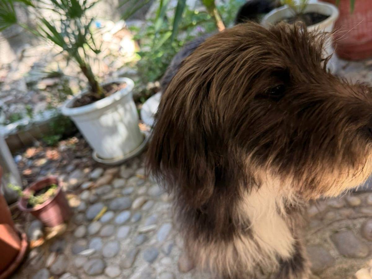 Vuoi adottare un cane a Udine?