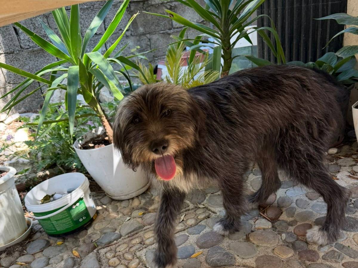 Adotta il cane Choko a Udine
