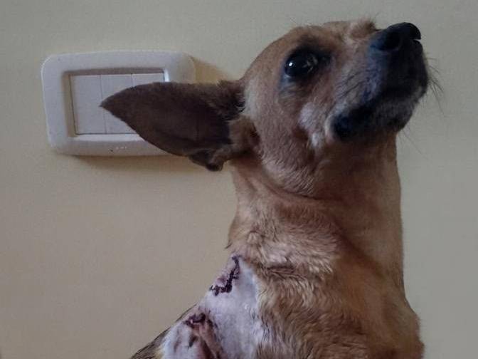 Adotta un cane, taglia piccola, maschio, Crotone