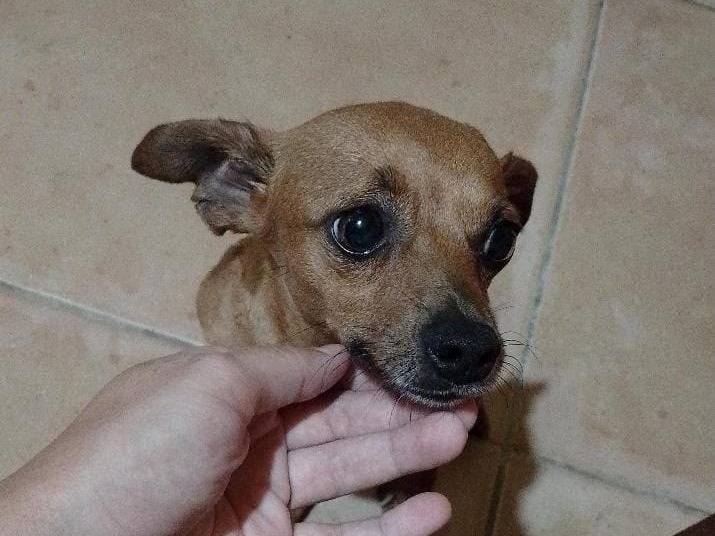 Adotta un cane, maschio, 5 anni e 2 mesi, Crotone