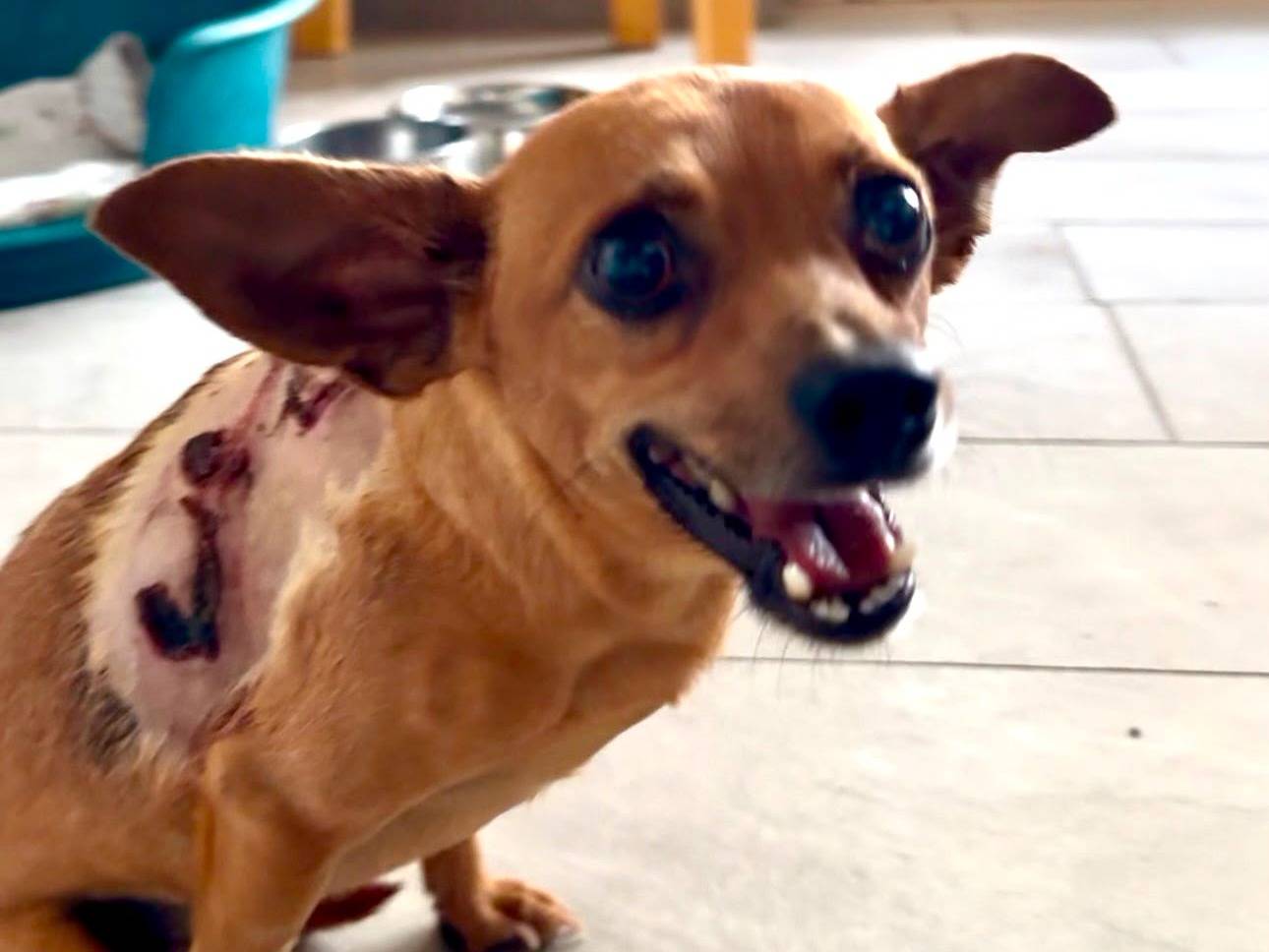 Vuoi adottare un cane a Crotone?