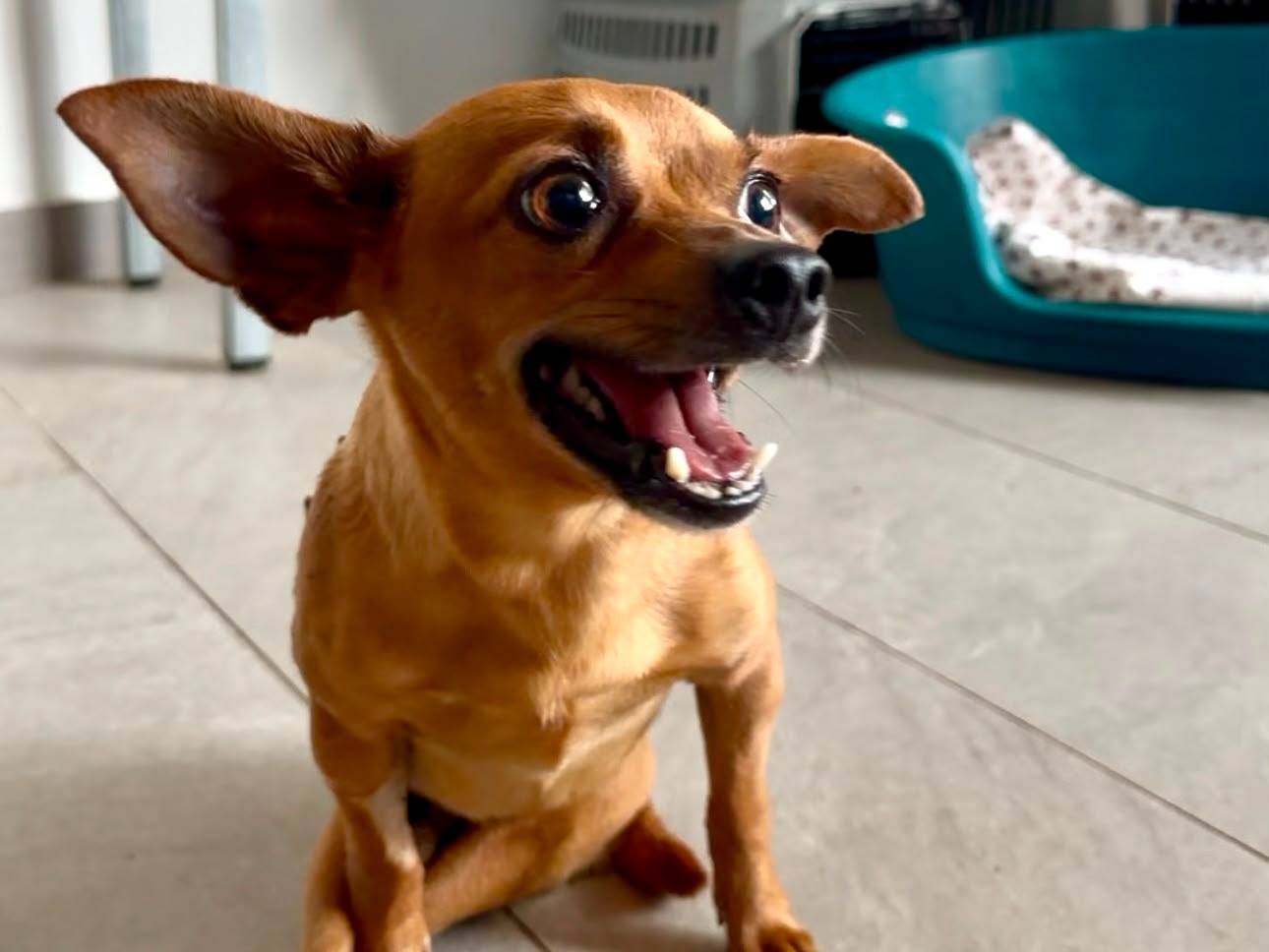 Adozione cane, maschio, Pinscher Razza sconosciuta, 5 anni e 2 mesi, taglia piccola, Crotone