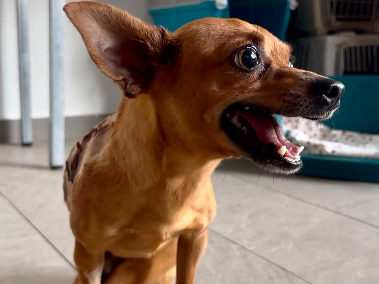 Adotta il cane Tony a Crotone