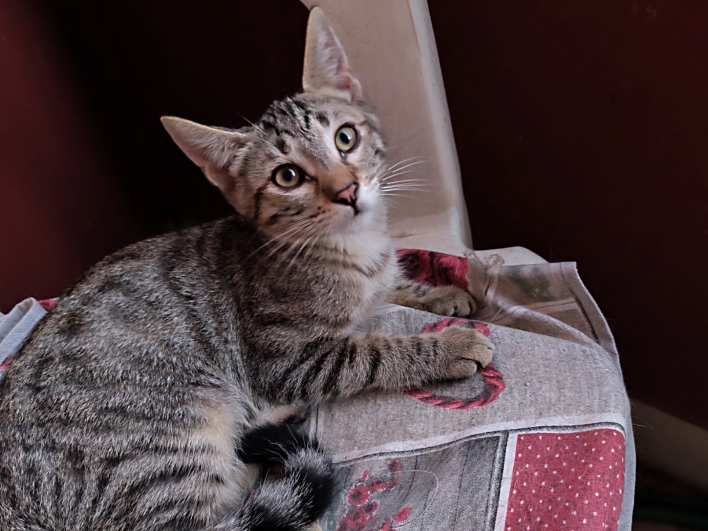 Adotta il gatto Leo a Latina