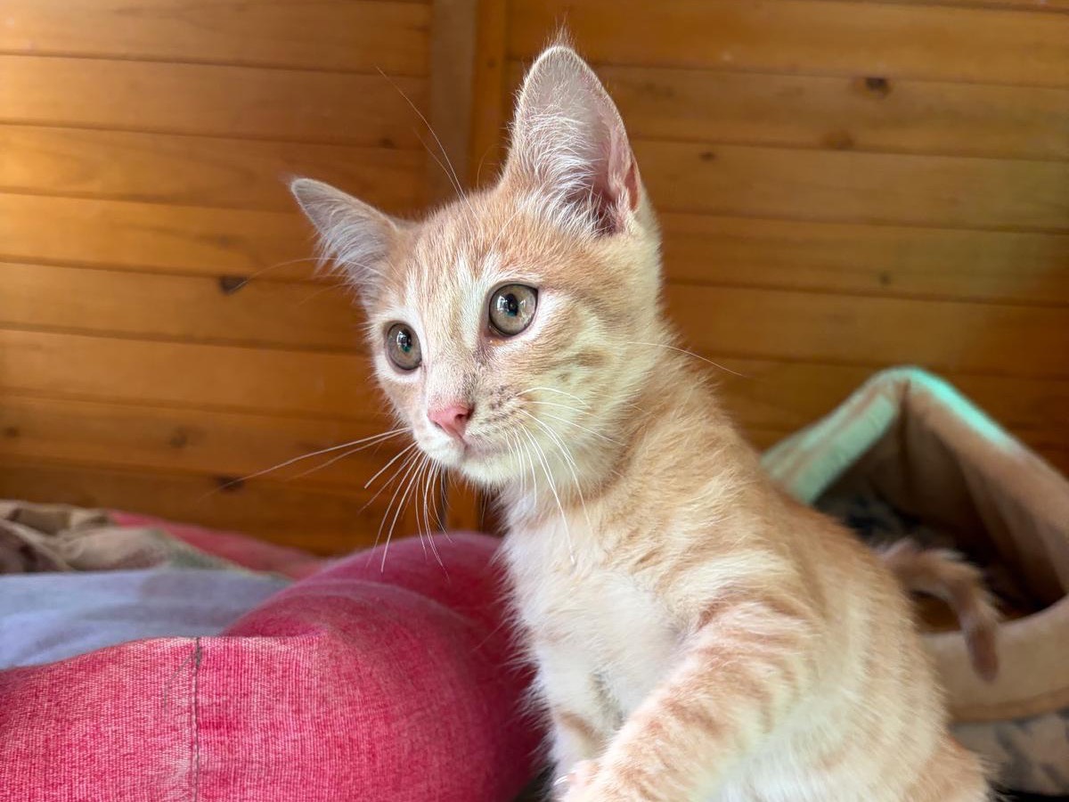 Adotta un gatto, maschio, 3 mesi, Latina