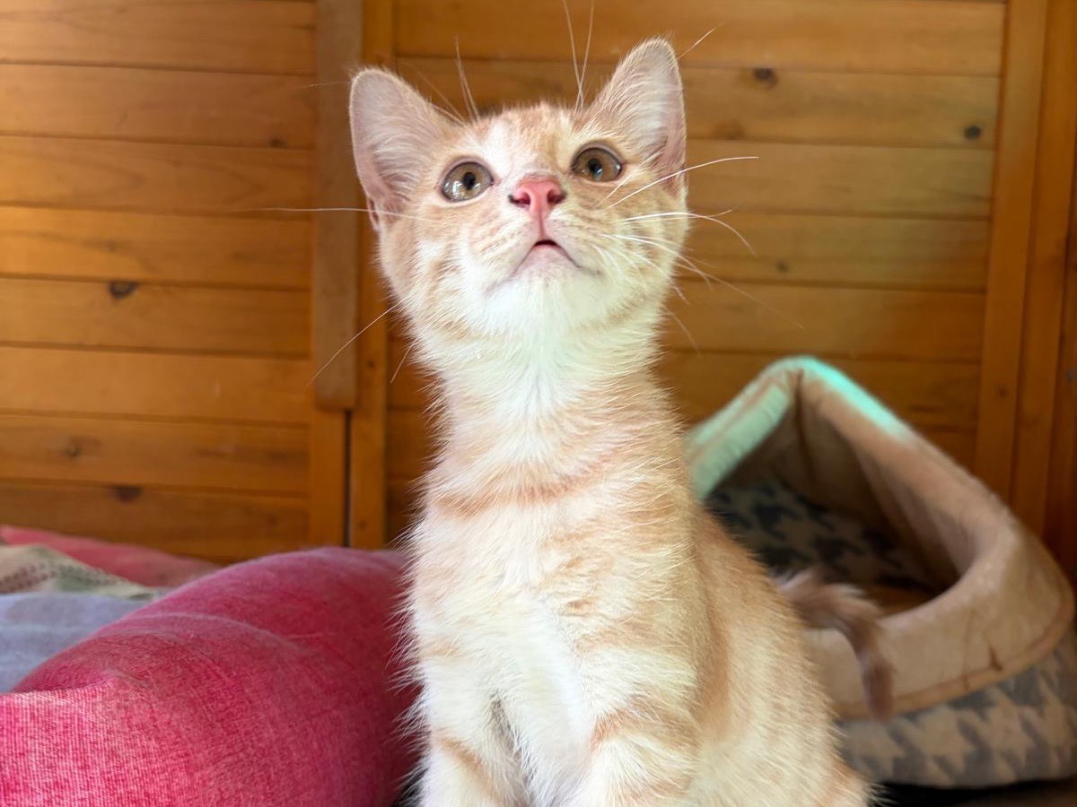 Adotta un gatto, taglia non valida, maschio, Latina