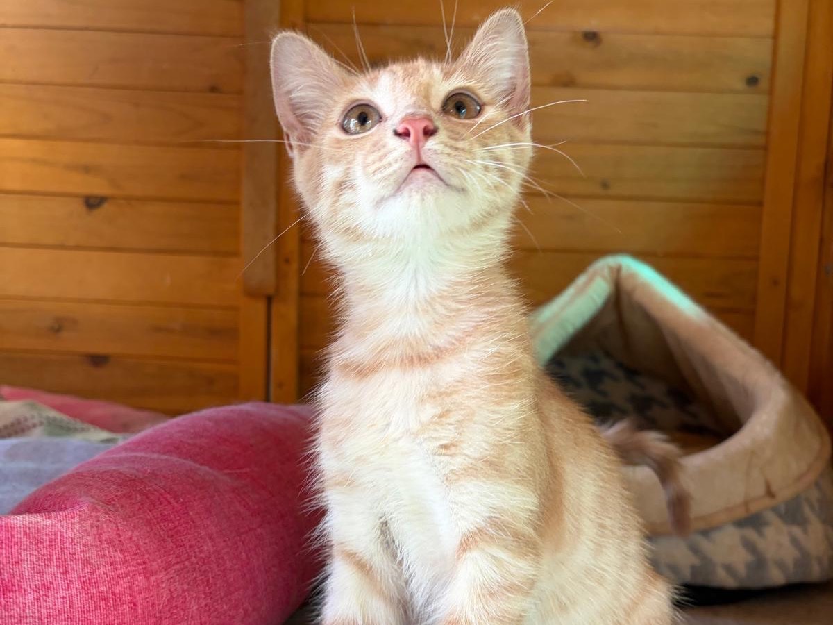 Adotta un gatto, maschio, 2 mesi, Latina