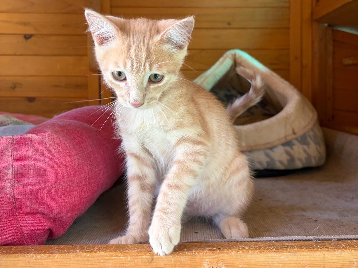 Adozione gatto, maschio, Razza sconosciuta Razza sconosciuta, 2 mesi, taglia non valida, Latina