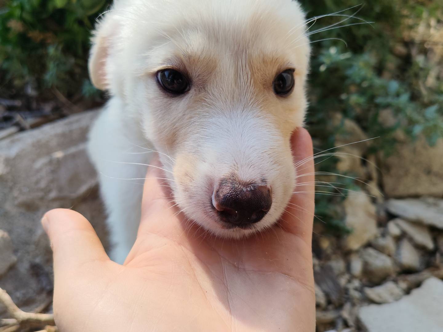 Adozione cane, maschio, Razza sconosciuta Razza sconosciuta, 3 mesi, taglia media contenuta, Catanzaro