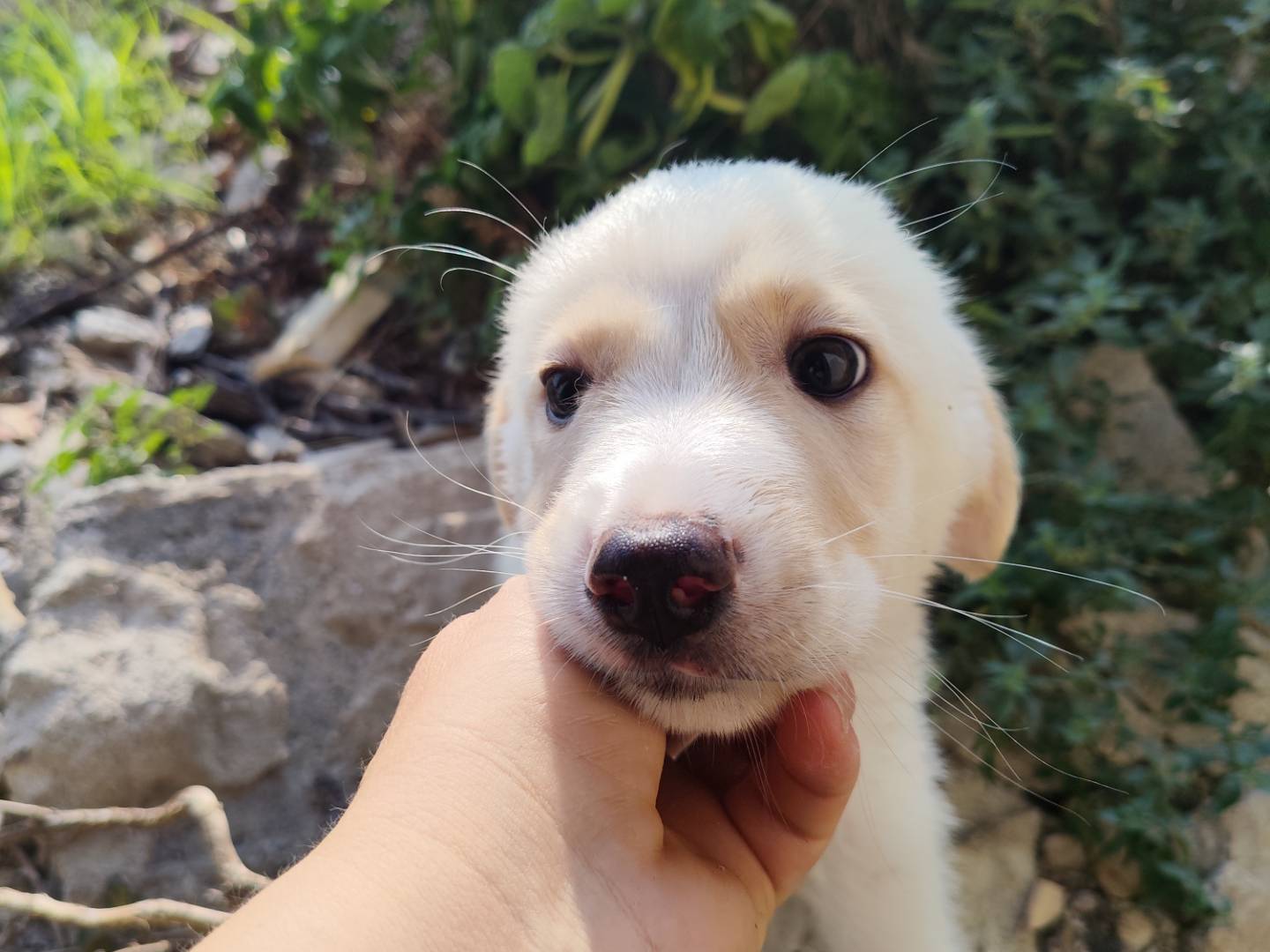 Adotta un cane, maschio, 3 mesi, Catanzaro