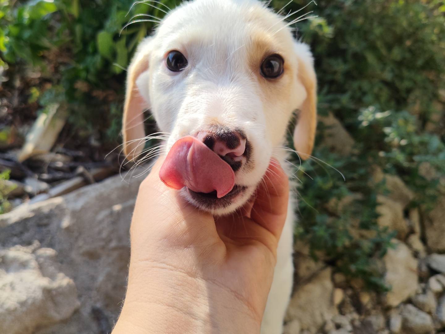 Adozione cane, femmina, Razza sconosciuta Razza sconosciuta, 3 mesi, taglia media contenuta, Catanzaro