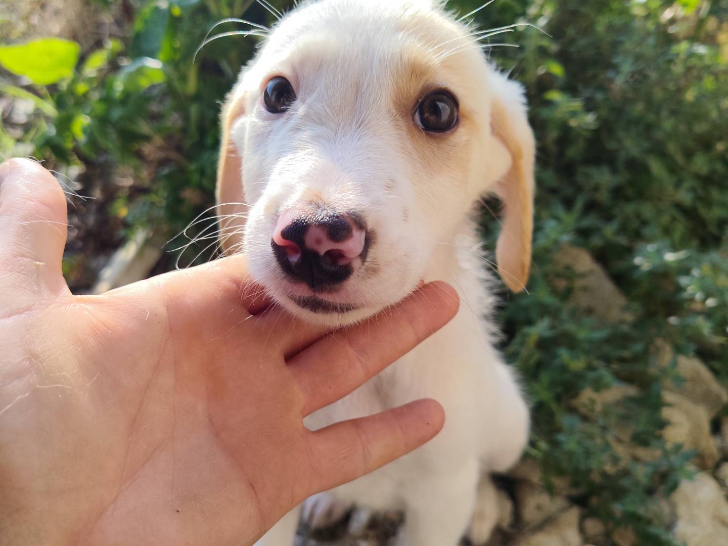 Adotta un cane, femmina, 3 mesi, Catanzaro