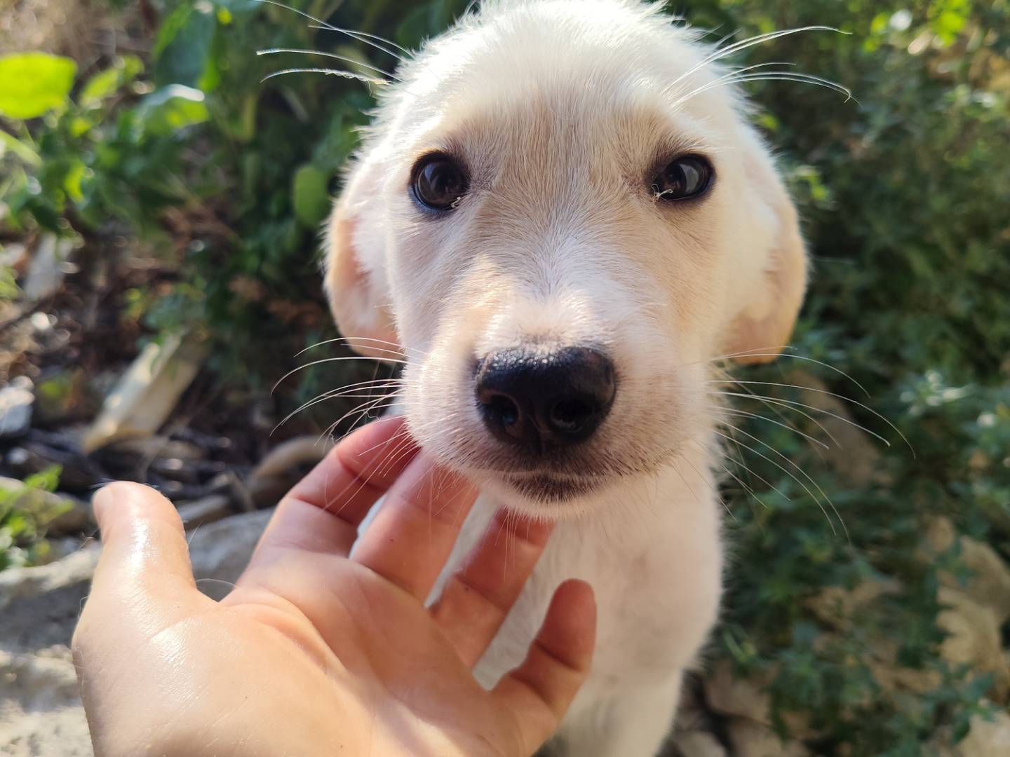 Adozione cane, femmina, Razza sconosciuta Razza sconosciuta, 3 mesi, taglia media contenuta, Catanzaro