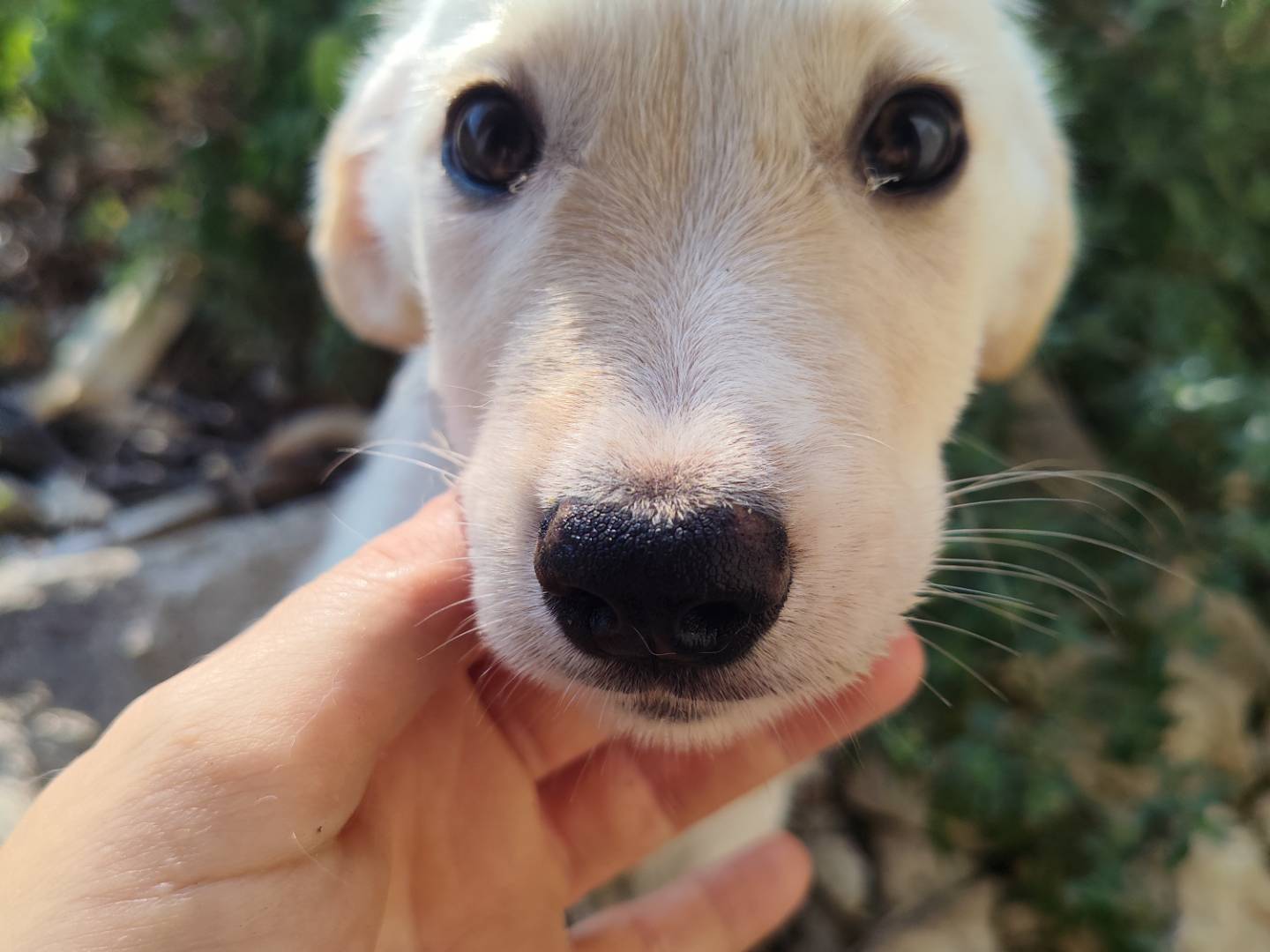 Adotta un cane, femmina, 3 mesi, Catanzaro