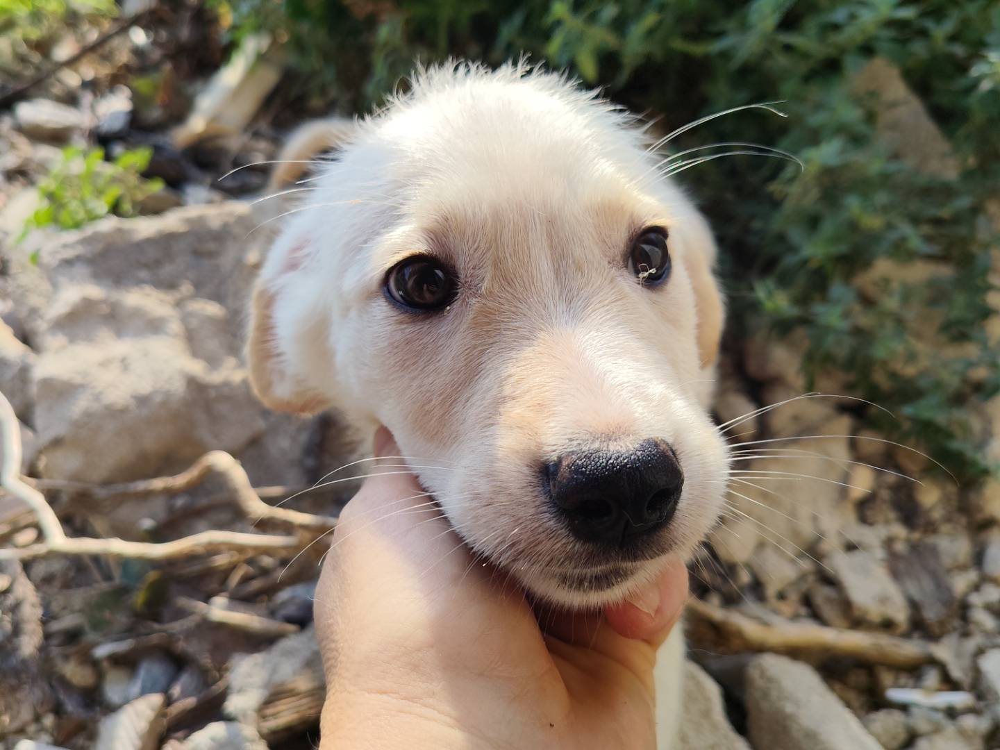 Adotta un cane, taglia media contenuta, femmina, Catanzaro