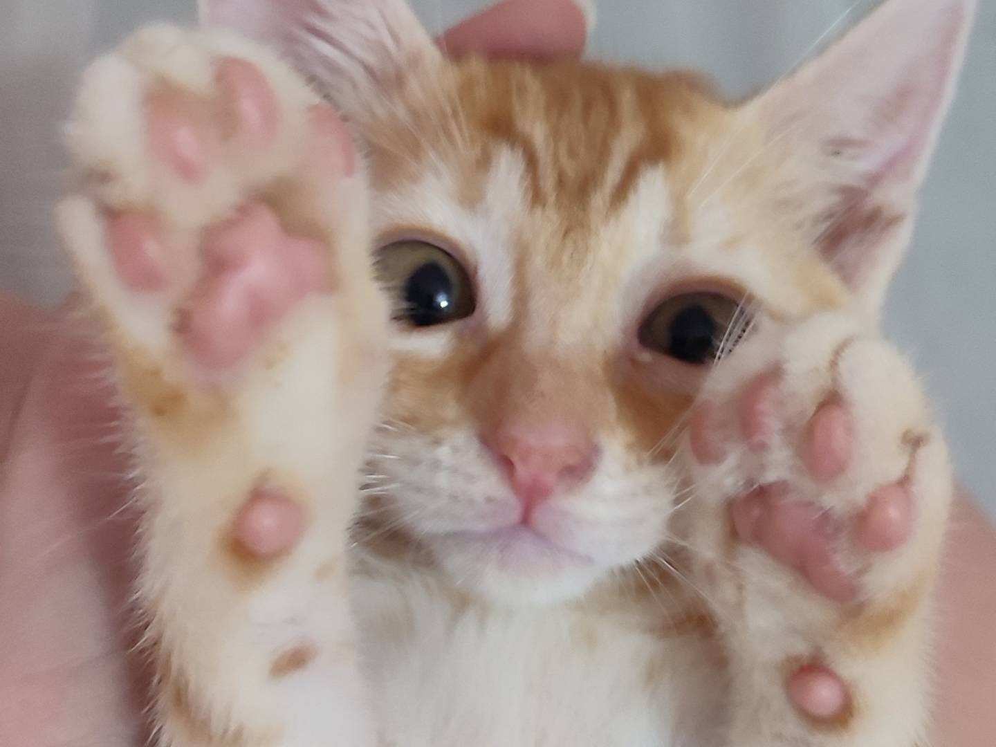 Adozione gatto, femmina, Razza sconosciuta Razza sconosciuta, 1 mese, taglia non valida, Napoli