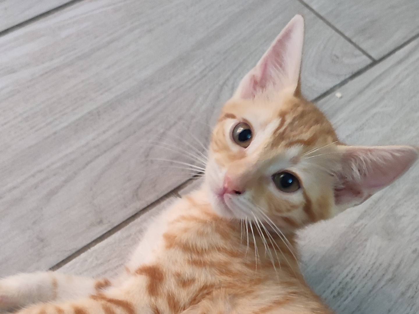 Adotta un gatto, femmina, 1 mese, Napoli