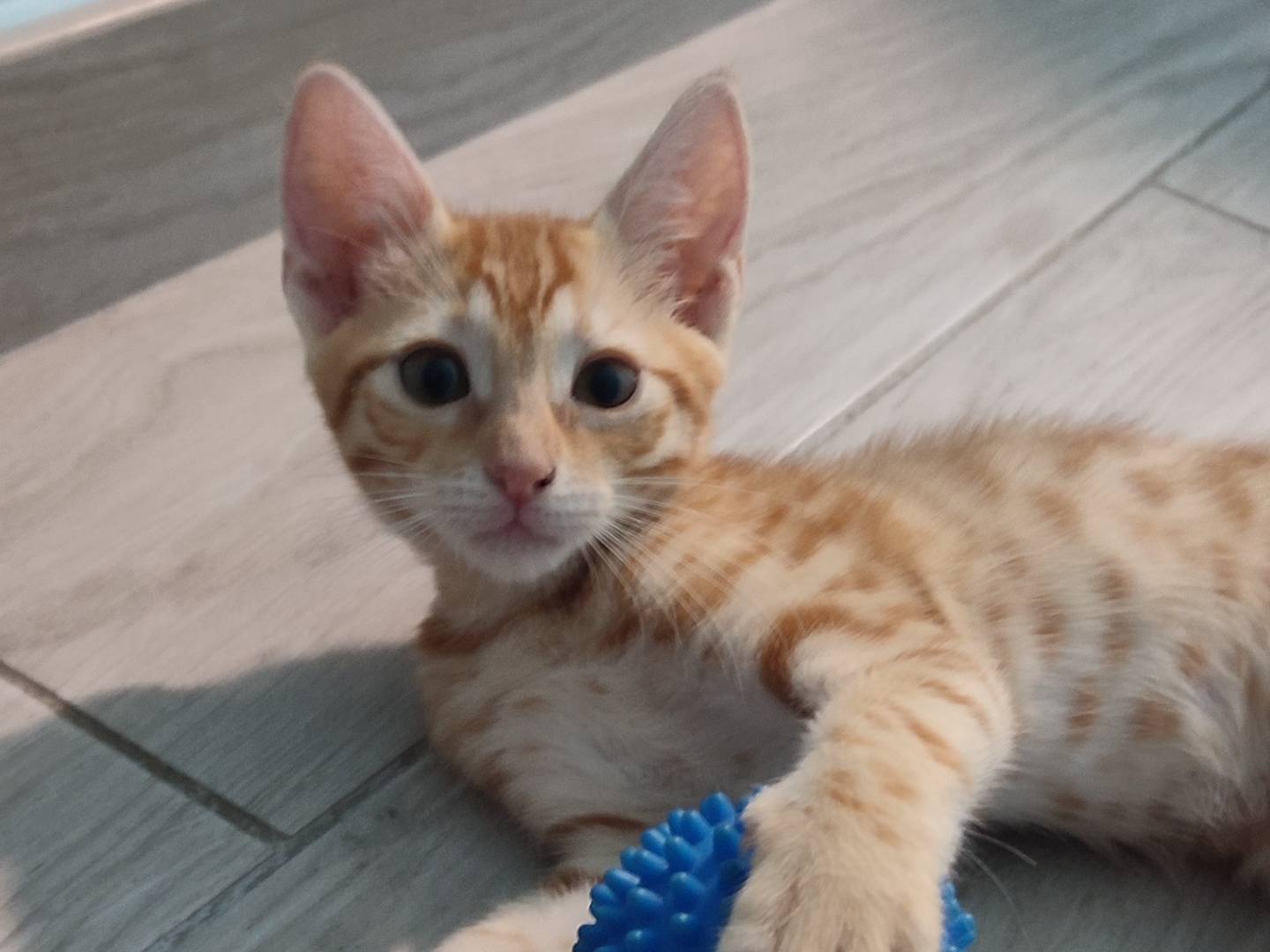 Adotta un gatto, taglia non valida, femmina, Napoli