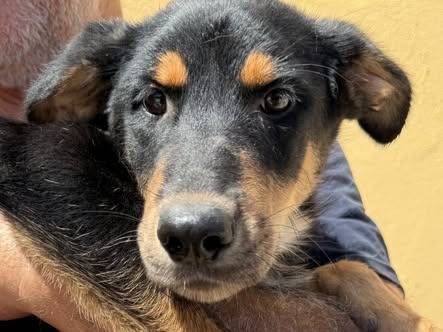 Adozione cane, femmina, Segugio Razza sconosciuta, 5 mesi, taglia media, Matera