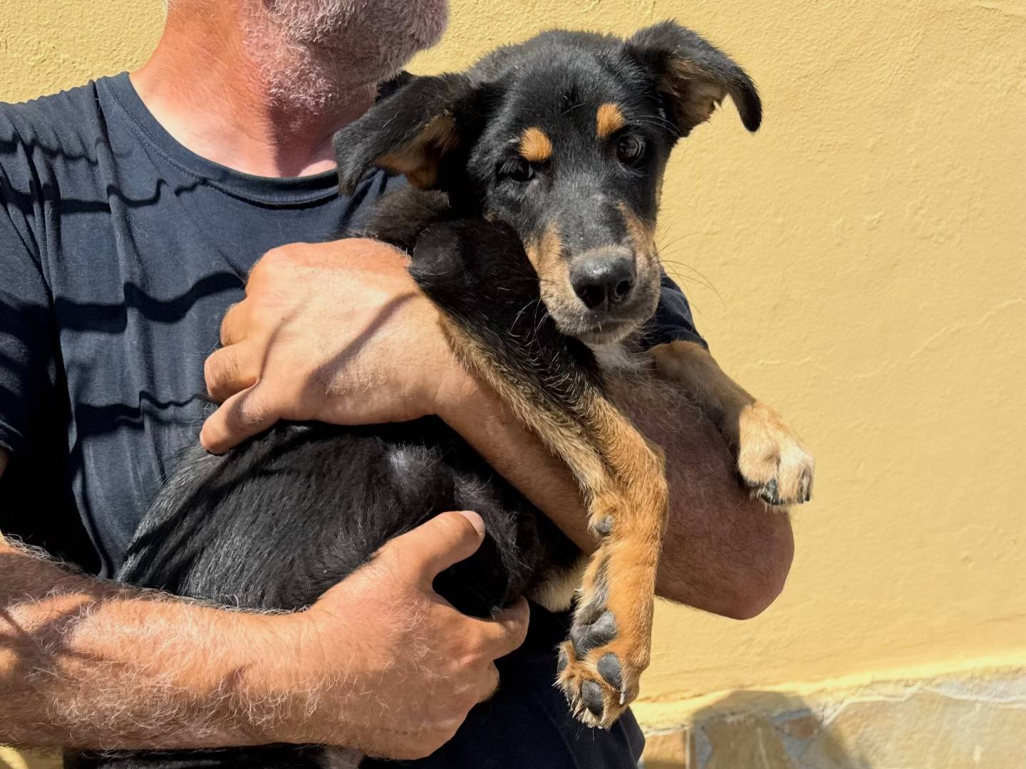 Adotta un cane, femmina, 5 mesi, Matera