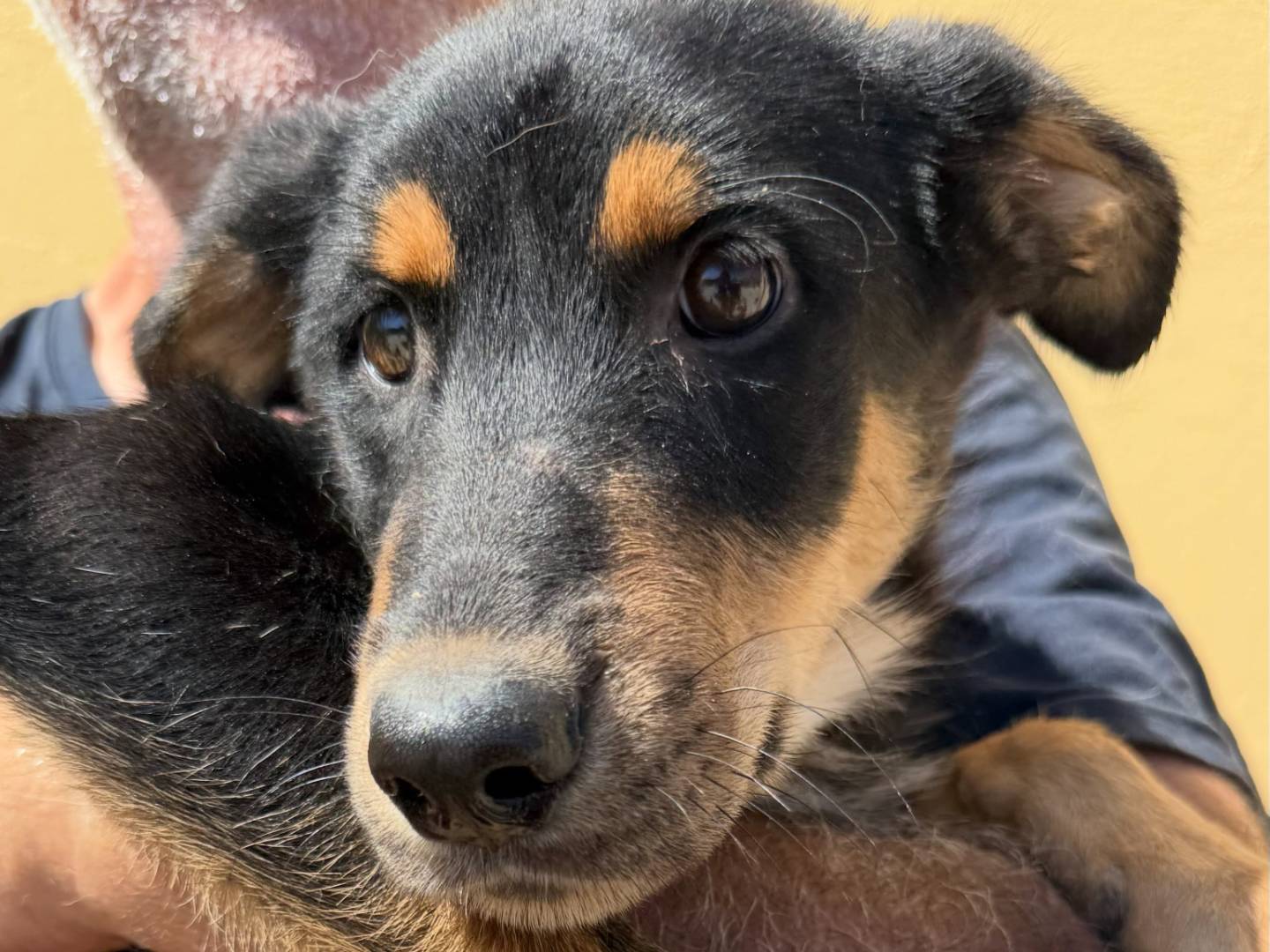 Adotta un cane, taglia media, femmina, Matera