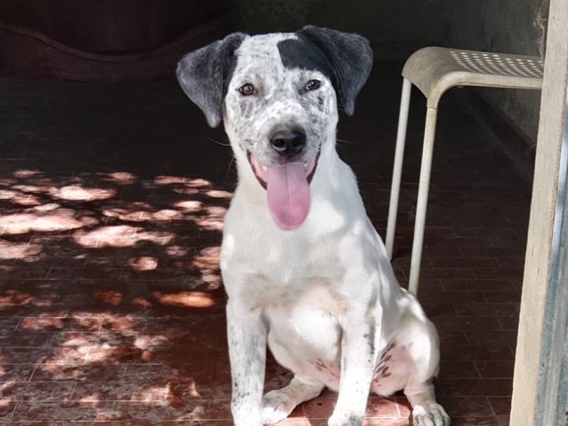 Adozione cane, femmina, Setter Inglese Razza sconosciuta, 6 mesi, taglia media, Bologna