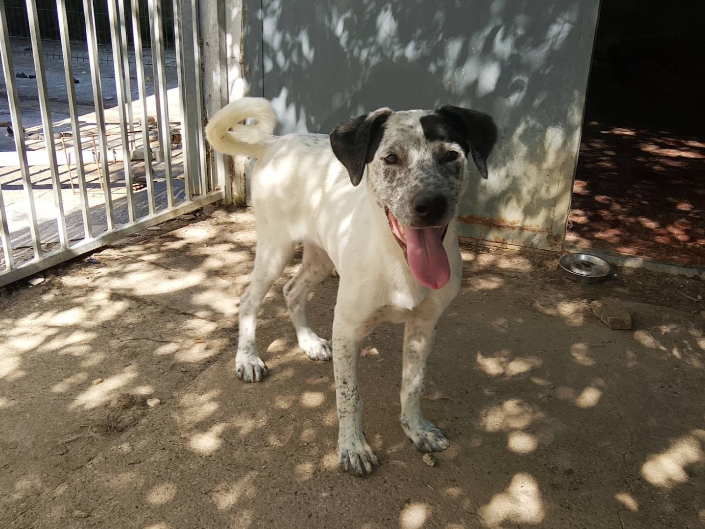 Adotta un cane, femmina, 6 mesi, Bologna
