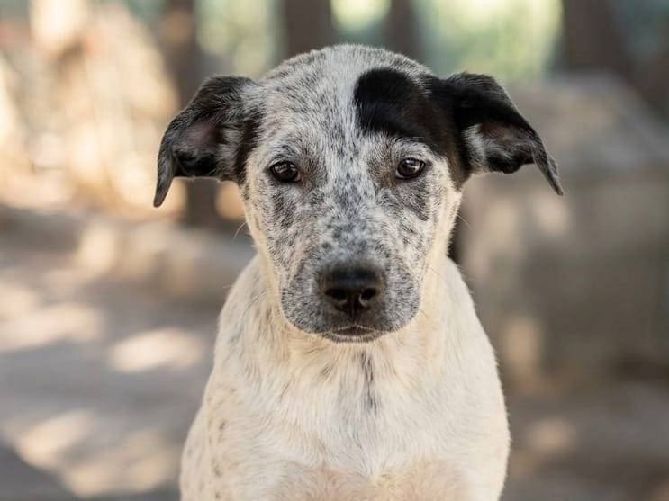 Adotta un cane, taglia media, femmina, Bologna