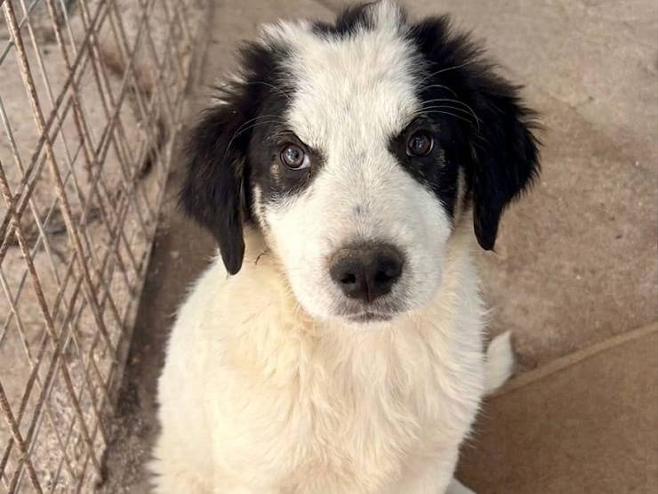 Adozione cane, maschio, Razza sconosciuta Razza sconosciuta, 6 mesi, taglia media, Bologna