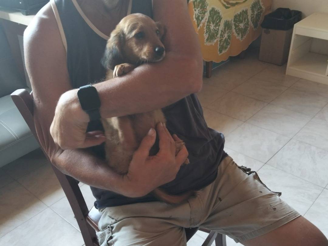 Adotta un cane, femmina, 3 mesi, Pavia