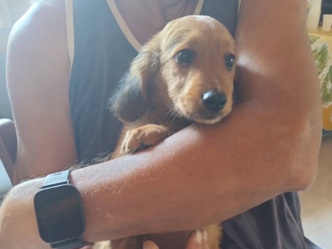 Adotta un cane, taglia media, femmina, Pavia