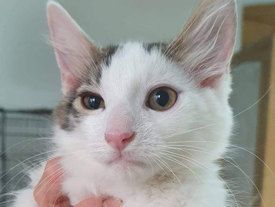 Adozione gatto, maschio, Razza sconosciuta Razza sconosciuta, 3 mesi, taglia non valida, Brescia