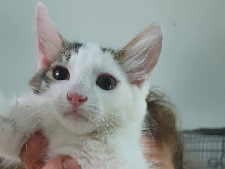 Adotta un gatto, maschio, 3 mesi, Brescia
